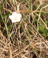 Convolvulus sagittatus