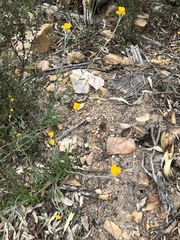 Chrysocephalum semipapposum