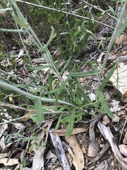 Chrysocephalum semipapposum