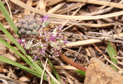 Ledebouria