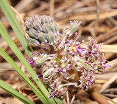 Ledebouria