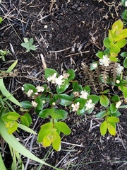 Eugenia albanensis