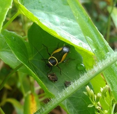 Hemithyrsocera vittata