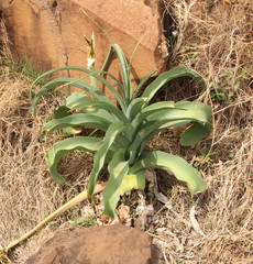 Crinum bulbispermum