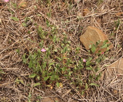 Oenothera rosea