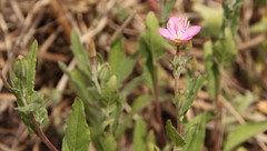 Oenothera rosea