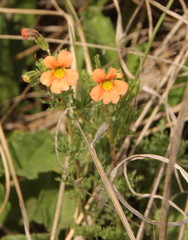 Jamesbrittenia aurantiaca