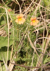 Jamesbrittenia aurantiaca