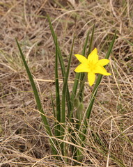 Hypoxis