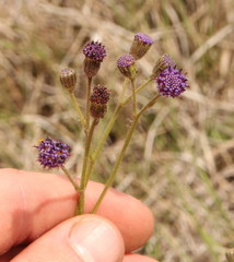 Senecio erubescens