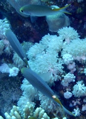 Neopomacentrus miryae