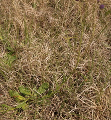 Senecio erubescens