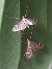 Strepsinoma croesusalis