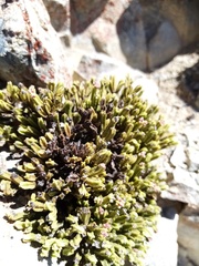 Veronica tetrasticha