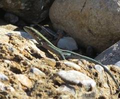 Anatololacerta ibrahimi