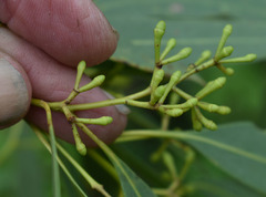 Eucalyptus drepanophylla