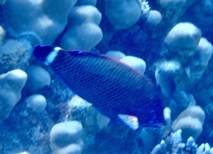 Pseudodax moluccanus