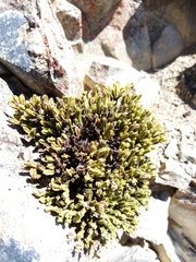 Veronica tetrasticha