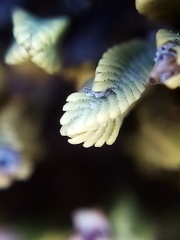 Veronica tetrasticha