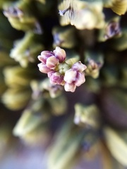 Veronica tetrasticha