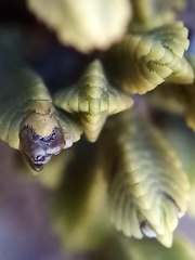 Veronica tetrasticha