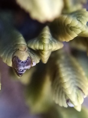 Veronica tetrasticha