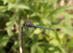 Trithemis dorsalis