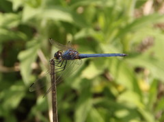 Trithemis dorsalis