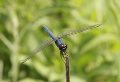 Trithemis dorsalis