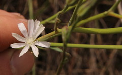 Asteraceae