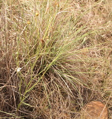 Asteraceae