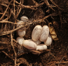 Psammophylax rhombeatus