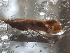 Limnephilus marmoratus