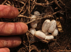 Psammophylax rhombeatus
