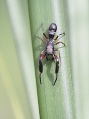 Ligonipes