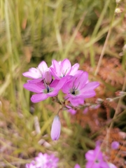 Ixia polystachya