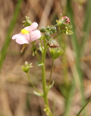 Nemesia fruticans