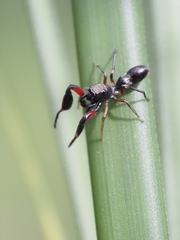 Ligonipes