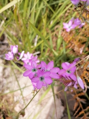 Ixia polystachya