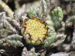 Leptinella albida