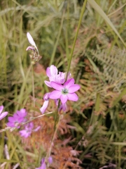 Ixia polystachya