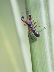 Ligonipes