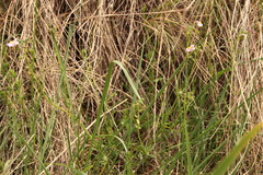 Nemesia fruticans