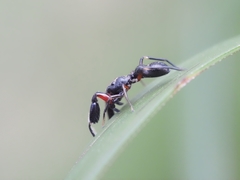 Ligonipes