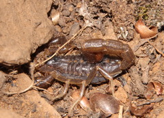 Uroplectes