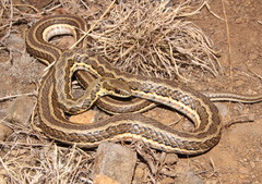 Psammophylax rhombeatus