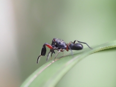 Ligonipes