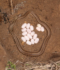 Psammophylax rhombeatus