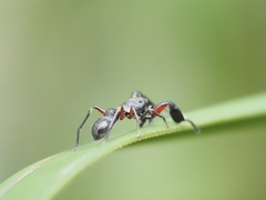 Ligonipes