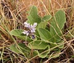 Ajuga ophrydis
